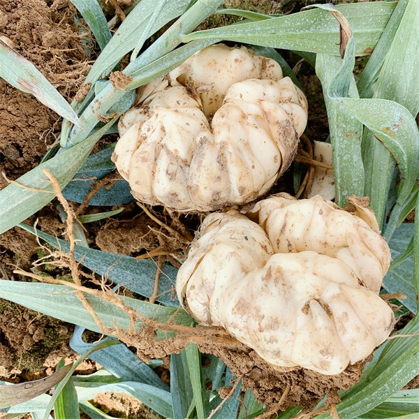 湖北供应百合中药基地