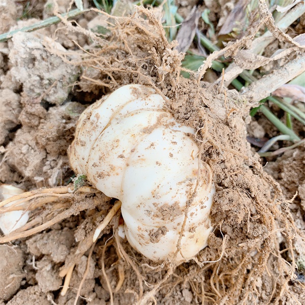 湘西州特供食用百合基地