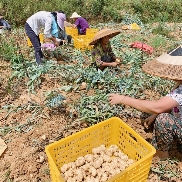 河北特供百合干批发