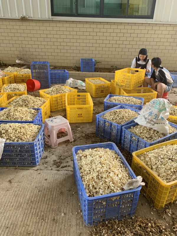 内蒙古供应龙牙百合基地