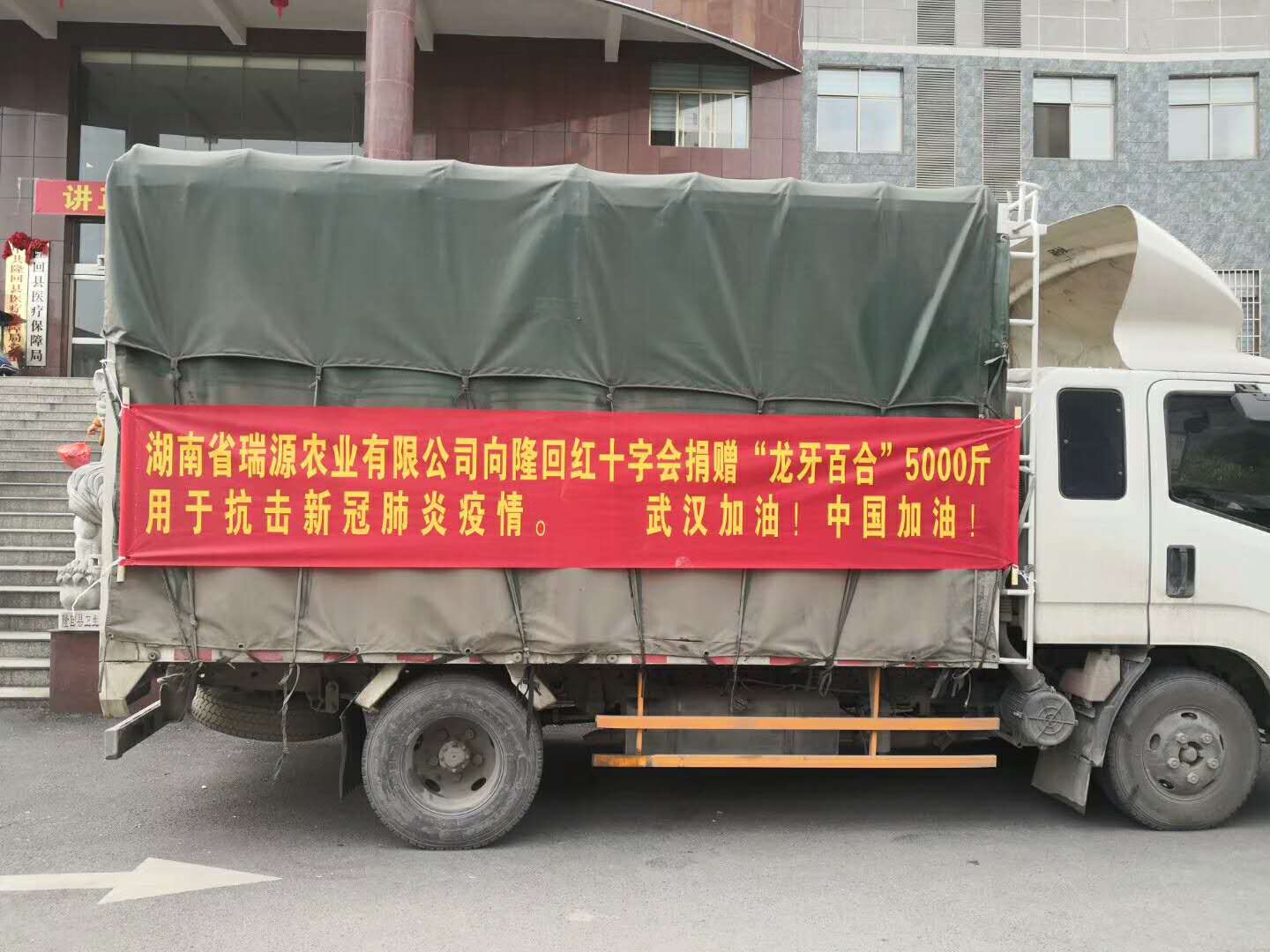 龙牙百合